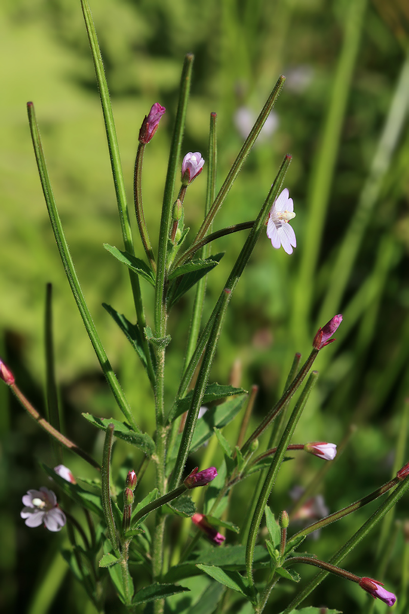 Изображение особи Epilobium pyrricholophum.