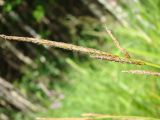 Carex rhynchophysa. Соцветия. Ямало-Ненецкий автономный округ, г. Надым, северная окраина, просека в хвойно-мелколиственном лесу вдоль ЛЭП. 13 июля 2016 г.