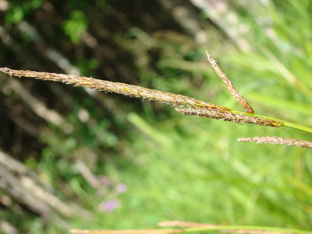 Изображение особи Carex rhynchophysa.