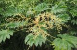 Tetrapanax papyrifer. Листья и соцветия. Черноморское побережье Кавказа, г. Сочи, Лазаревский р-н, микр. Уч-Дере, Субтропический Ботанический Сад Кубани, в культуре. 11 декабря 2014 г.