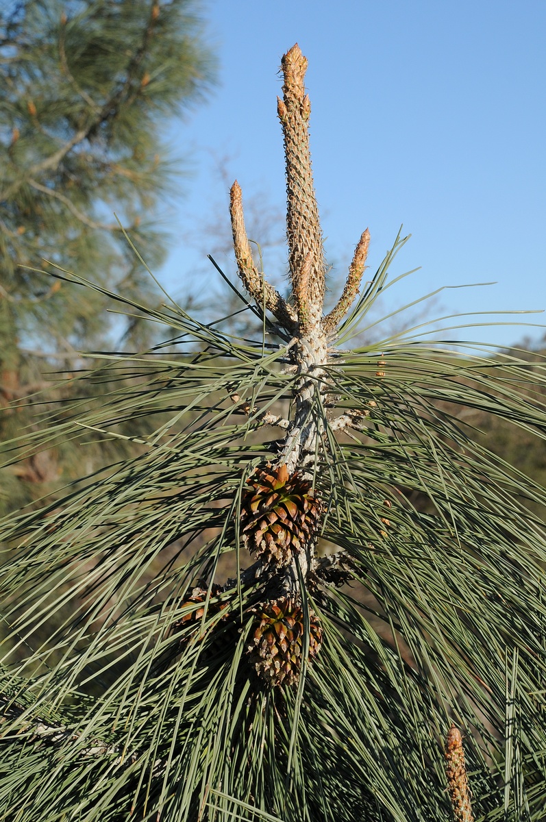 Изображение особи Pinus coulteri.