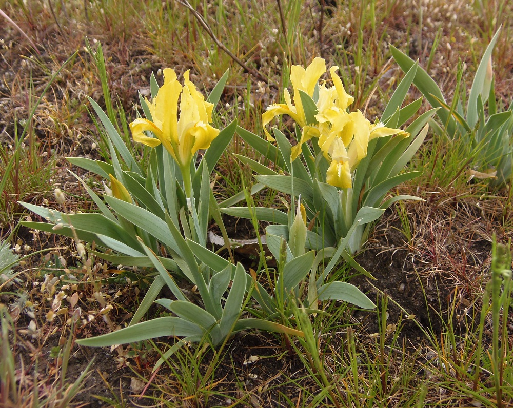 Изображение особи Iris pumila.