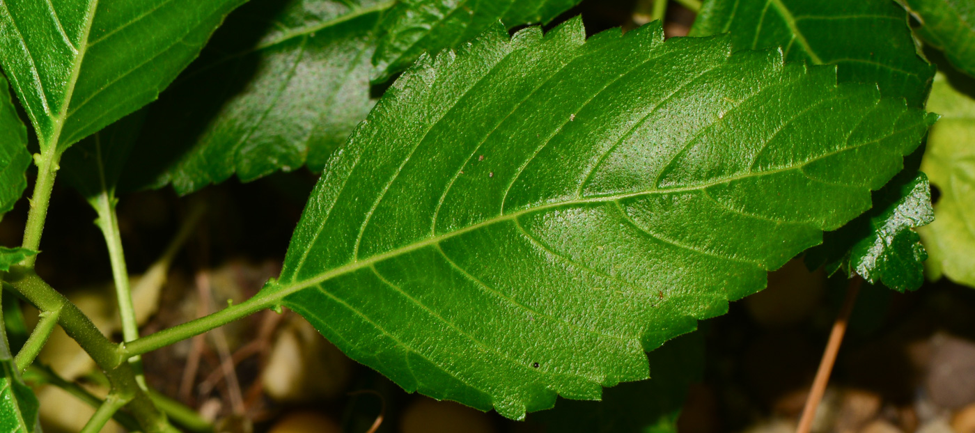 Изображение особи Turnera ulmifolia.