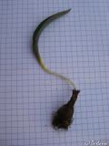 Image of taxon representative. Author is Илья Турбанов
