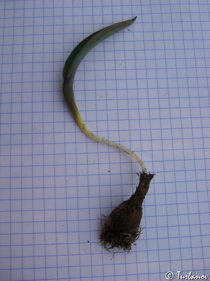 Image of Tulipa sylvestris specimen.