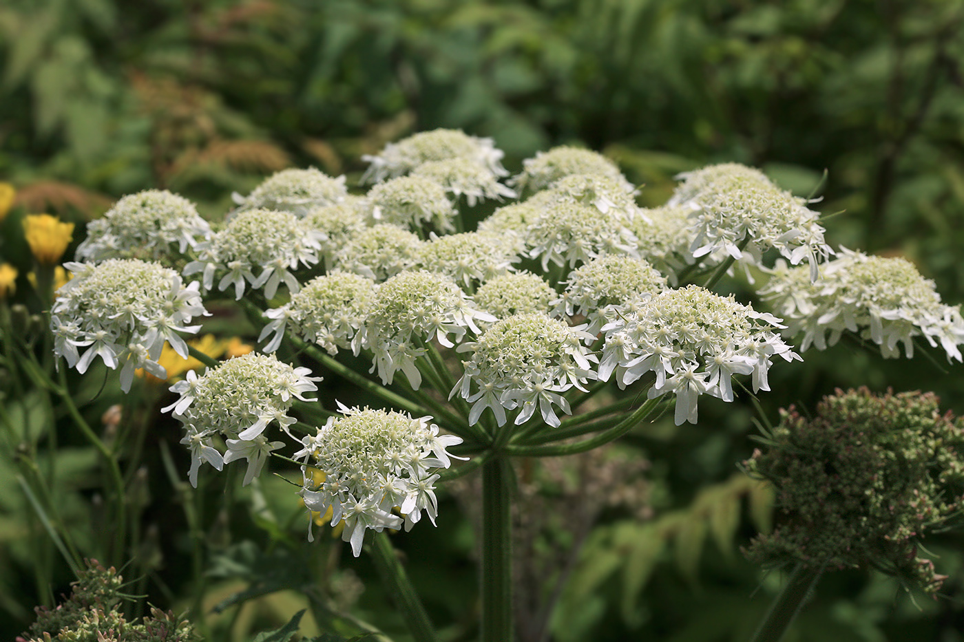 Изображение особи Heracleum moellendorffii.