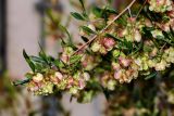 Dodonaea viscosa
