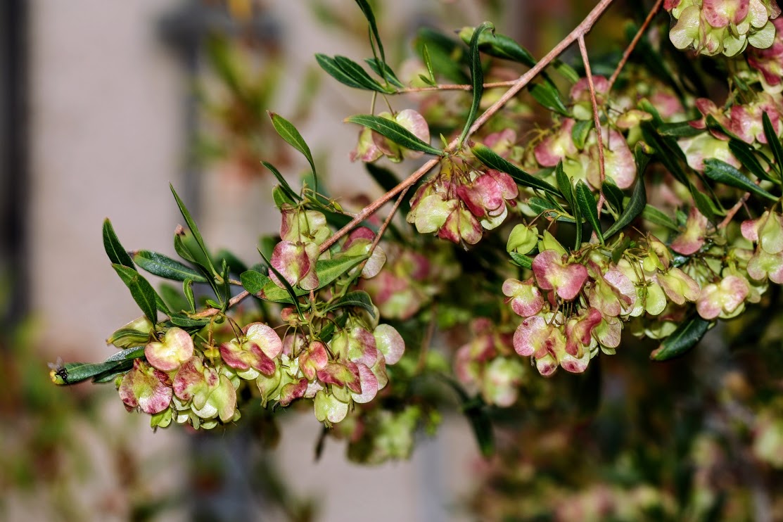 Изображение особи Dodonaea viscosa.