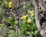 Primula macrocalyx