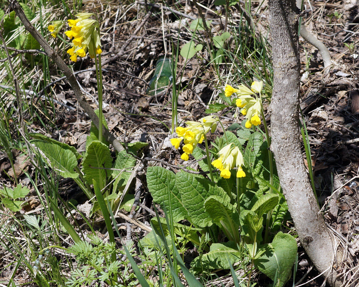 Image of Primula macrocalyx specimen.