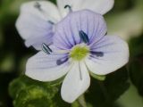 Veronica filiformis. Цветок. Москва, Воронцовский парк, лужайка в дубовой роще. 15.05.2017.