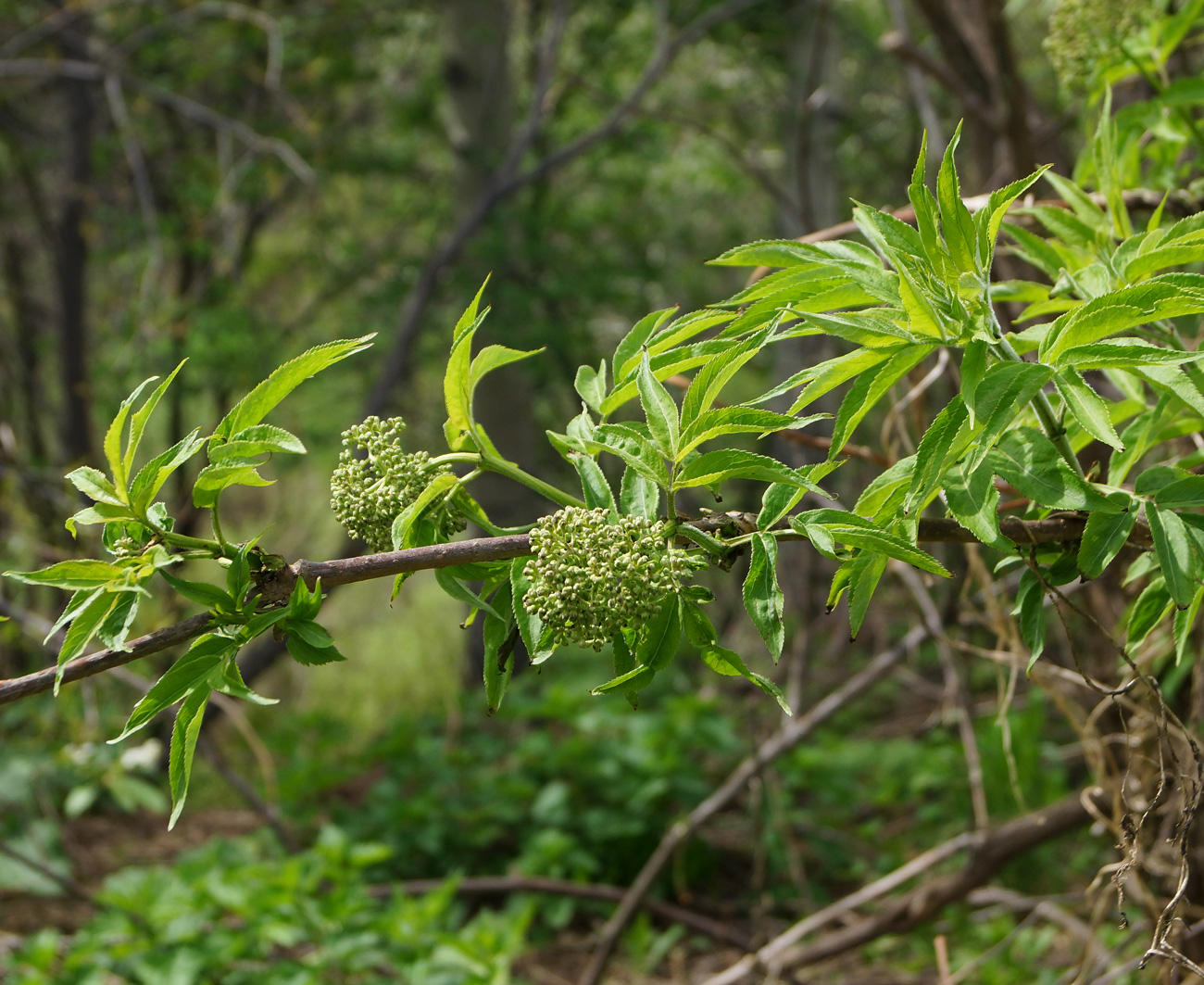 Image of Sambucus sibirica specimen.