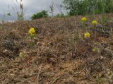 Trifolium campestre