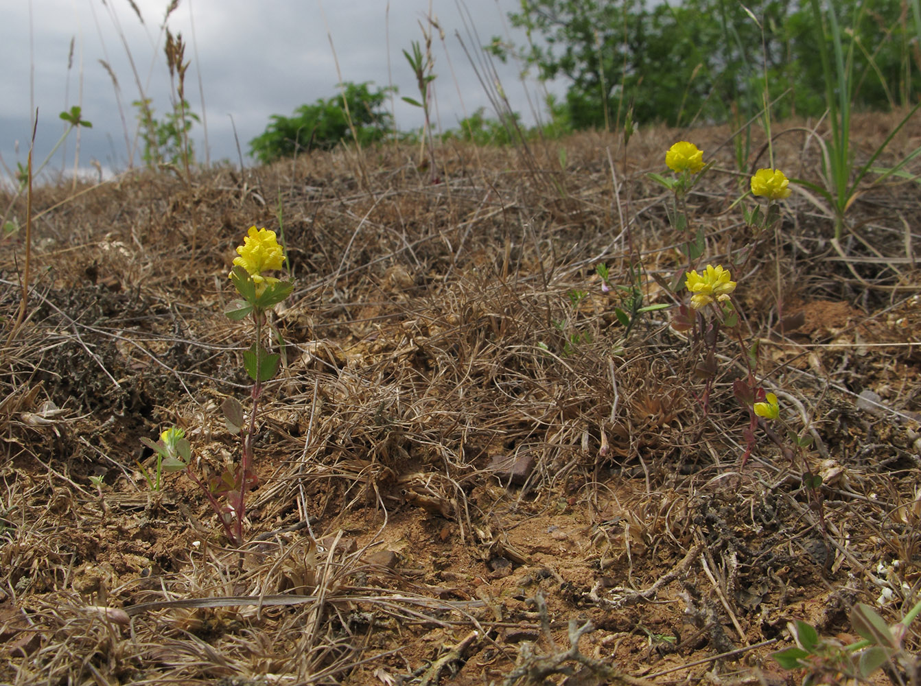 Изображение особи Trifolium campestre.