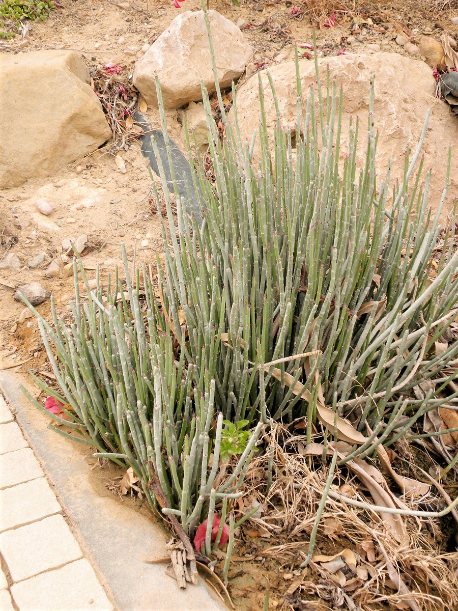 Image of Euphorbia antisyphilitica specimen.