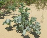 Eryngium maritimum