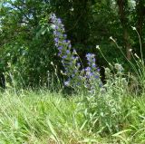 Echium vulgare. Цветущее растение. Республика Адыгея, Красногвардейский р-н, аул Хатукай, защитная дамба р. Кубань. 18.06.2017.