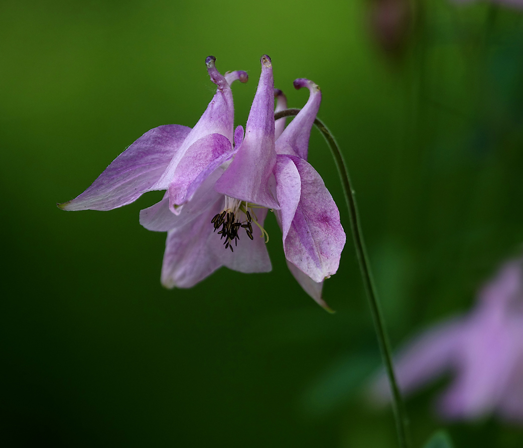 Image of Aquilegia vulgaris specimen.