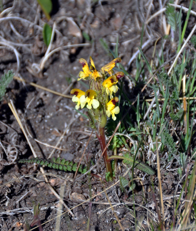 Изображение особи Pedicularis oederi.