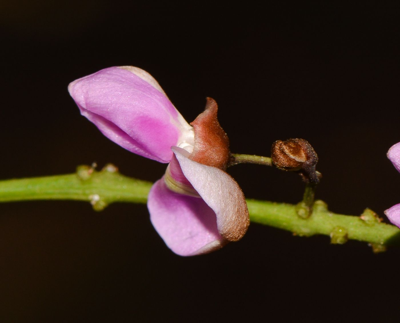 Изображение особи Pongamia pinnata.