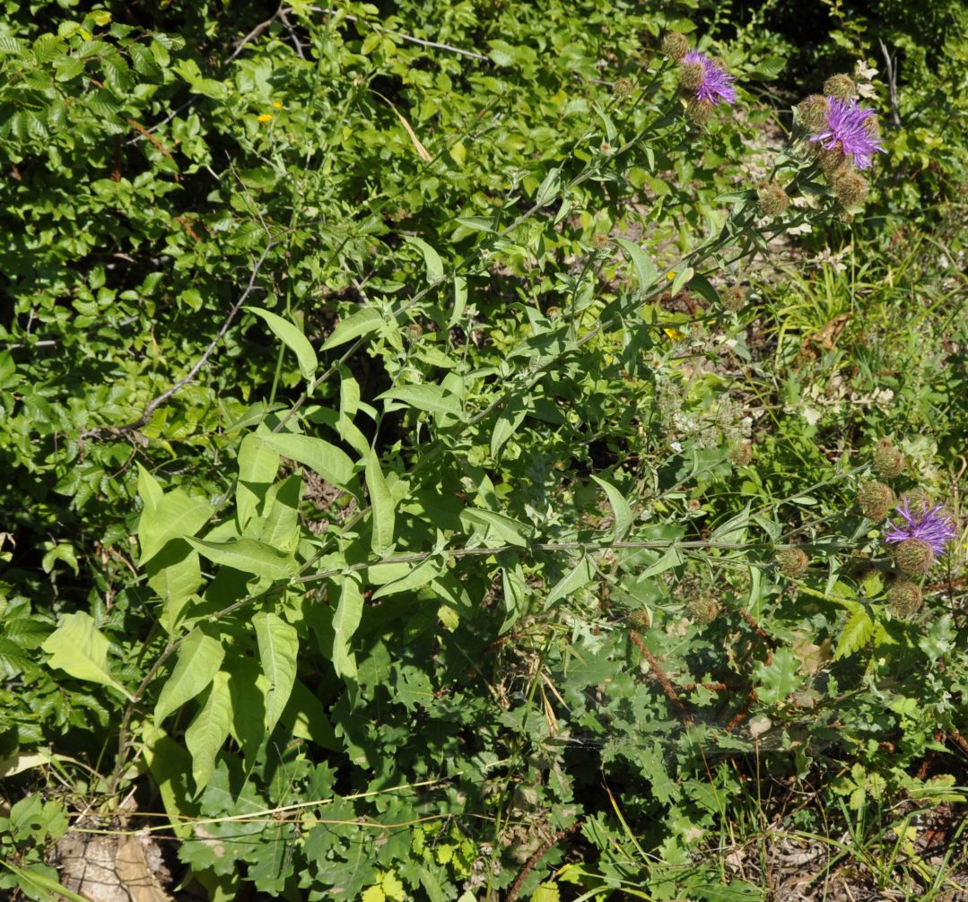 Изображение особи Centaurea stenolepis.