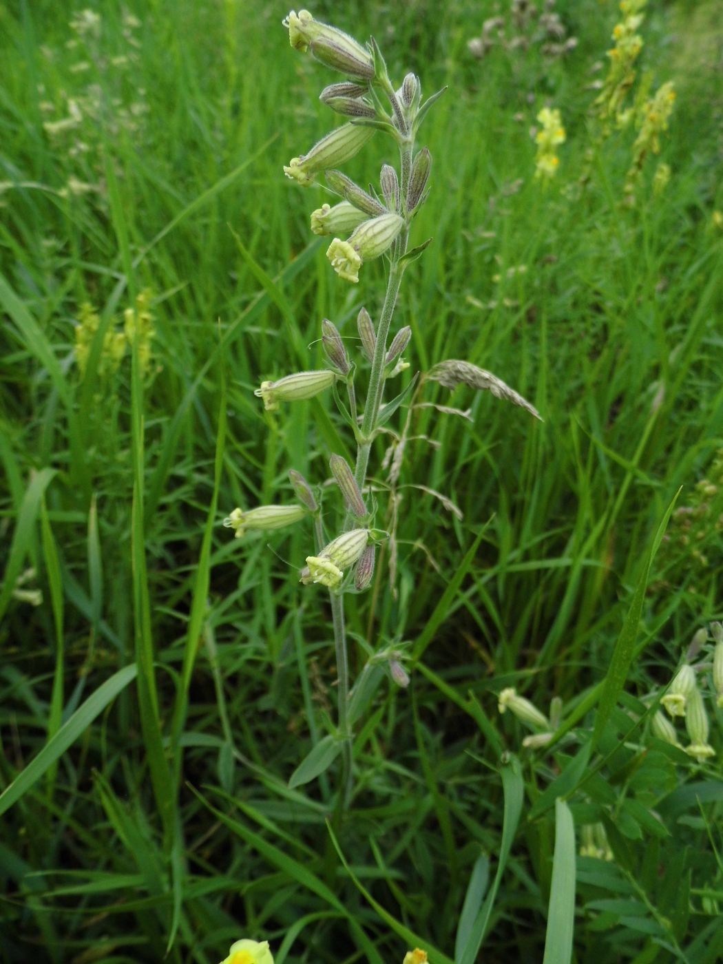 Image of Silene amoena specimen.