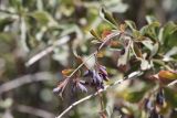 Berberis integerrima