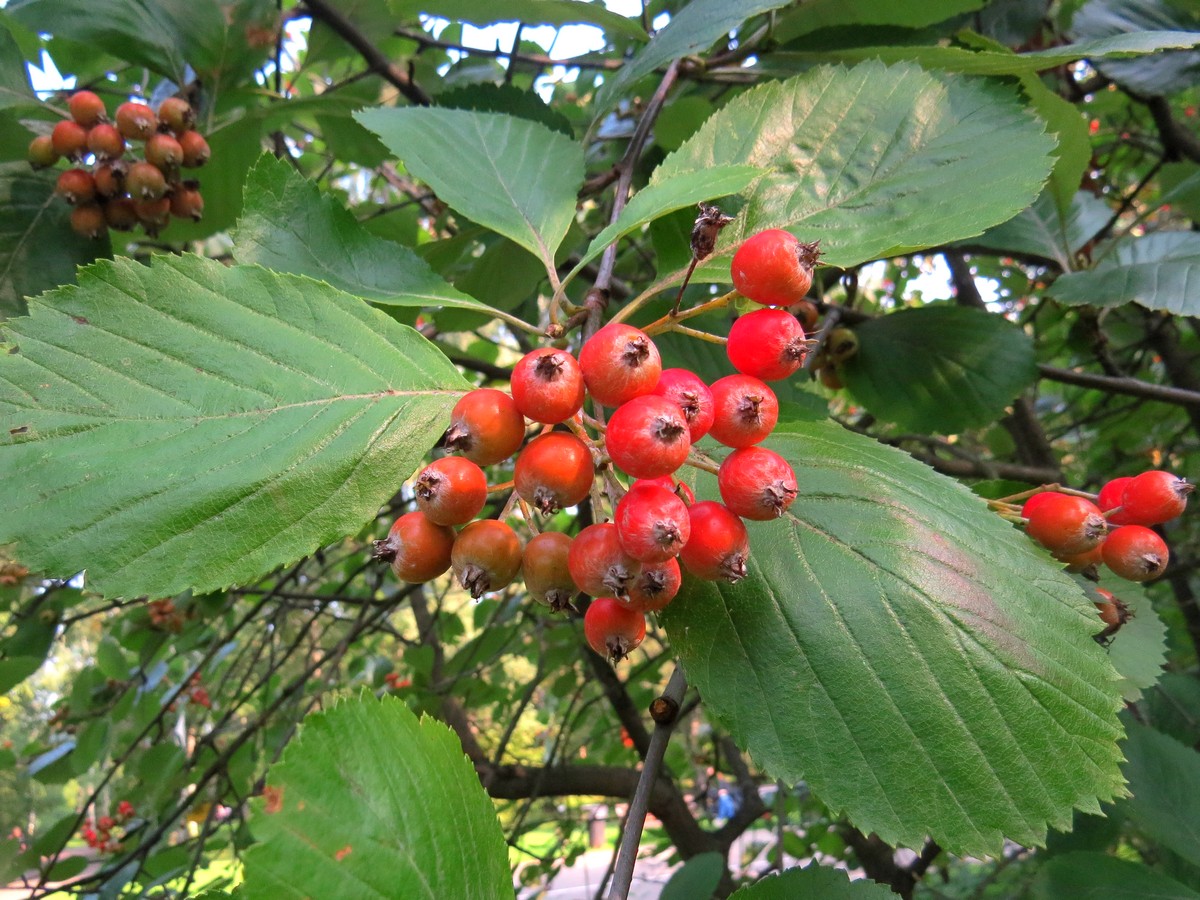 Изображение особи Sorbus subfusca.