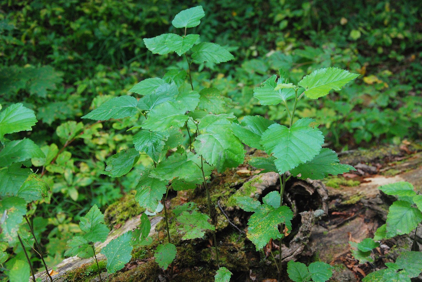 Image of Betula pubescens specimen.