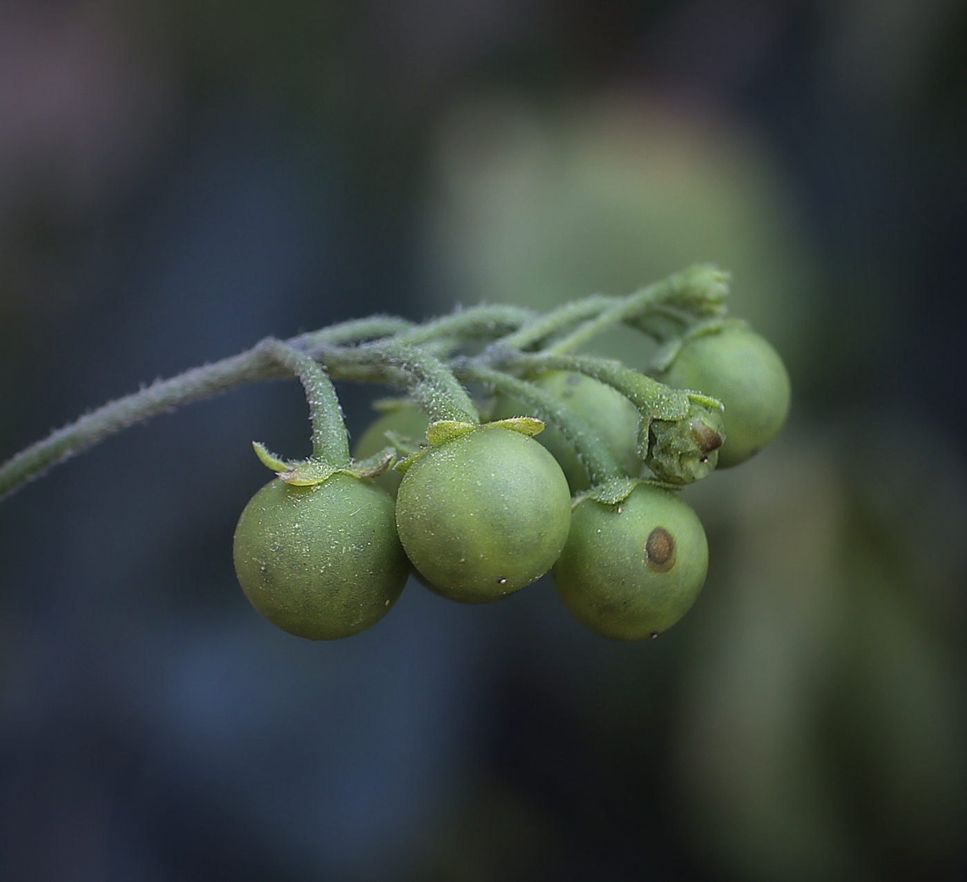 Image of Solanum nigrum ssp. schultesii specimen.