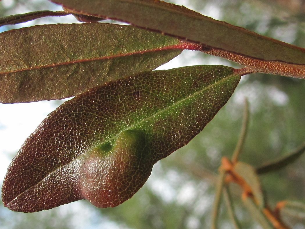 Image of Chamaedaphne calyculata specimen.