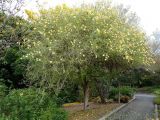 Gardenia volkensii subspecies spathulifolia