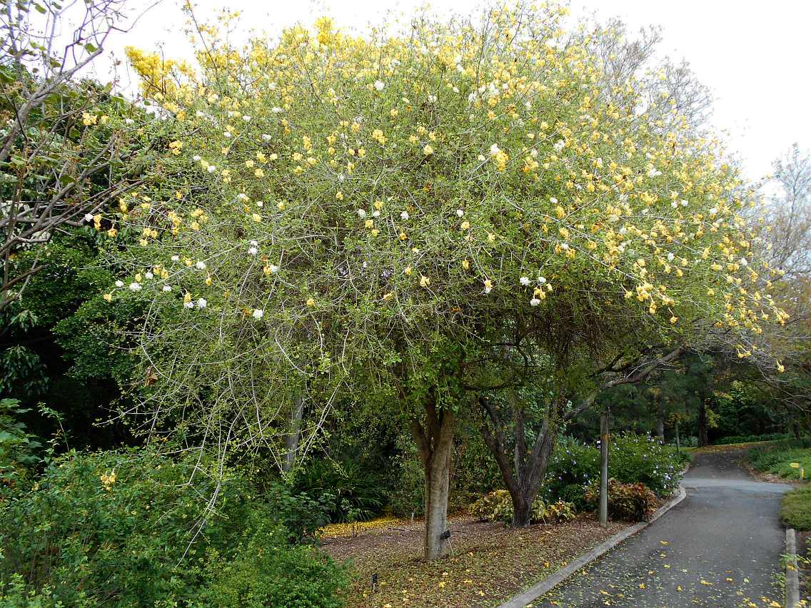 Image of Gardenia volkensii ssp. spathulifolia specimen.