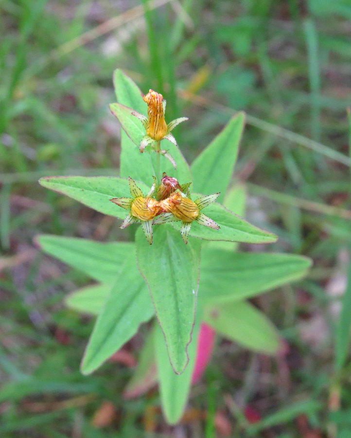 Изображение особи Hypericum erectum.