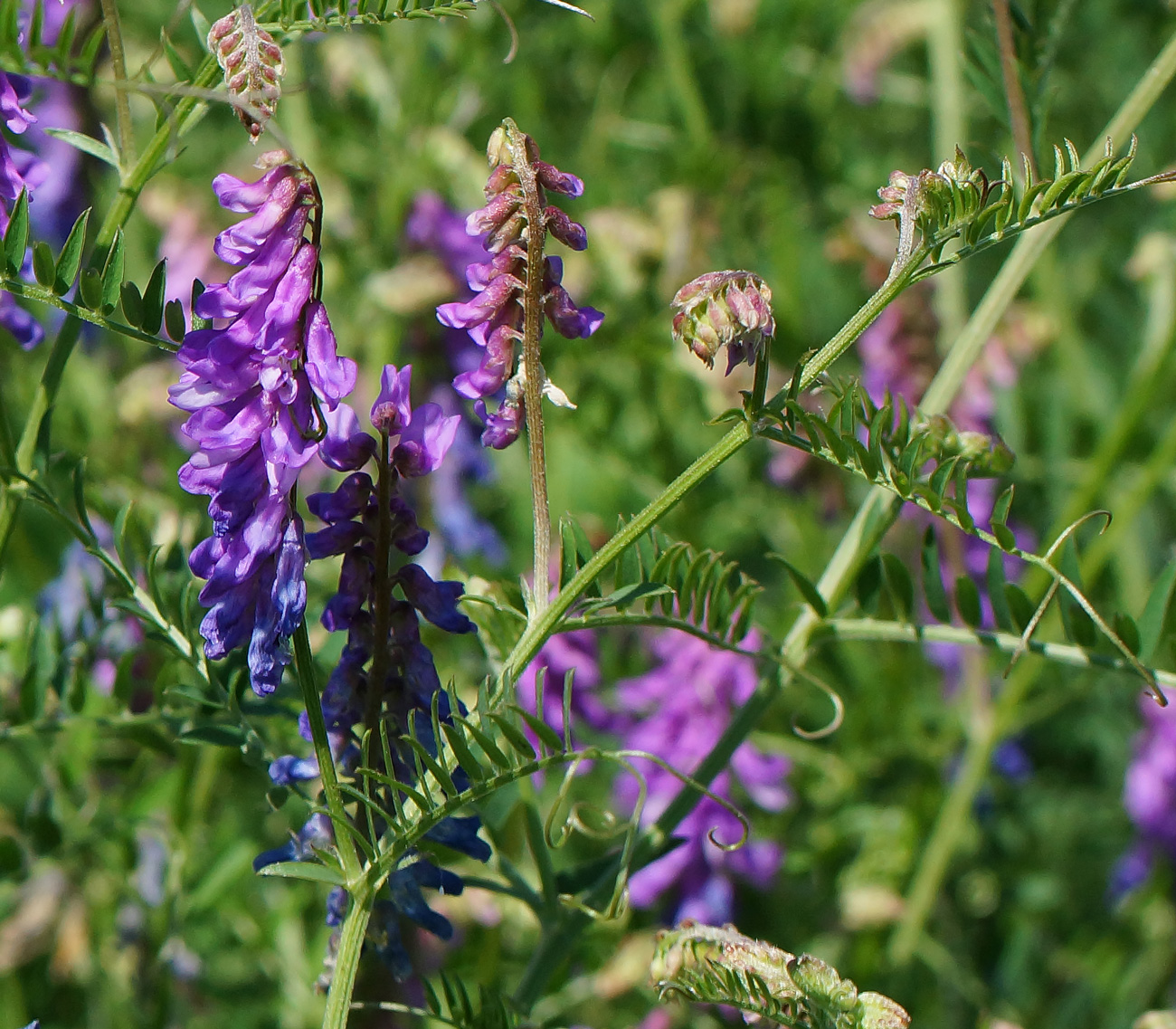 Изображение особи Vicia cracca.