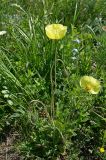 genus Papaver