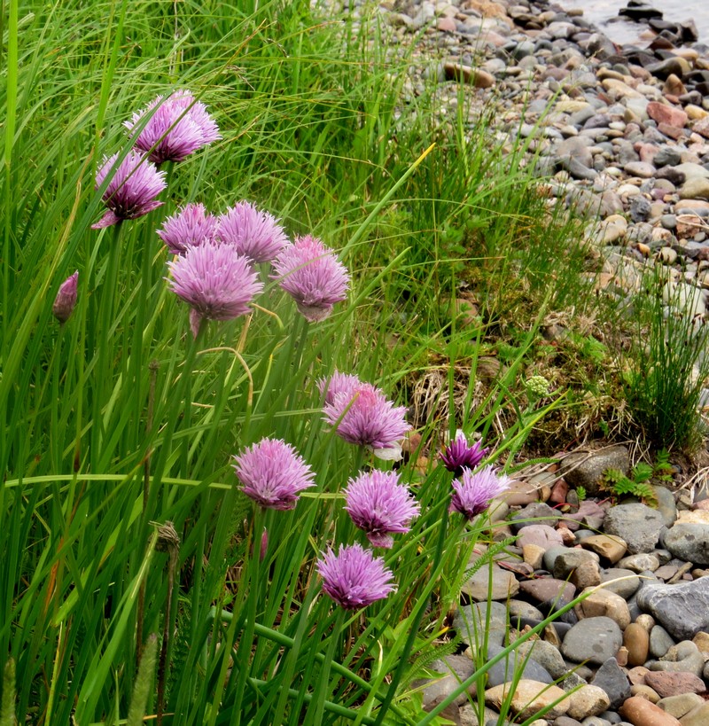 Image of Allium schoenoprasum specimen.