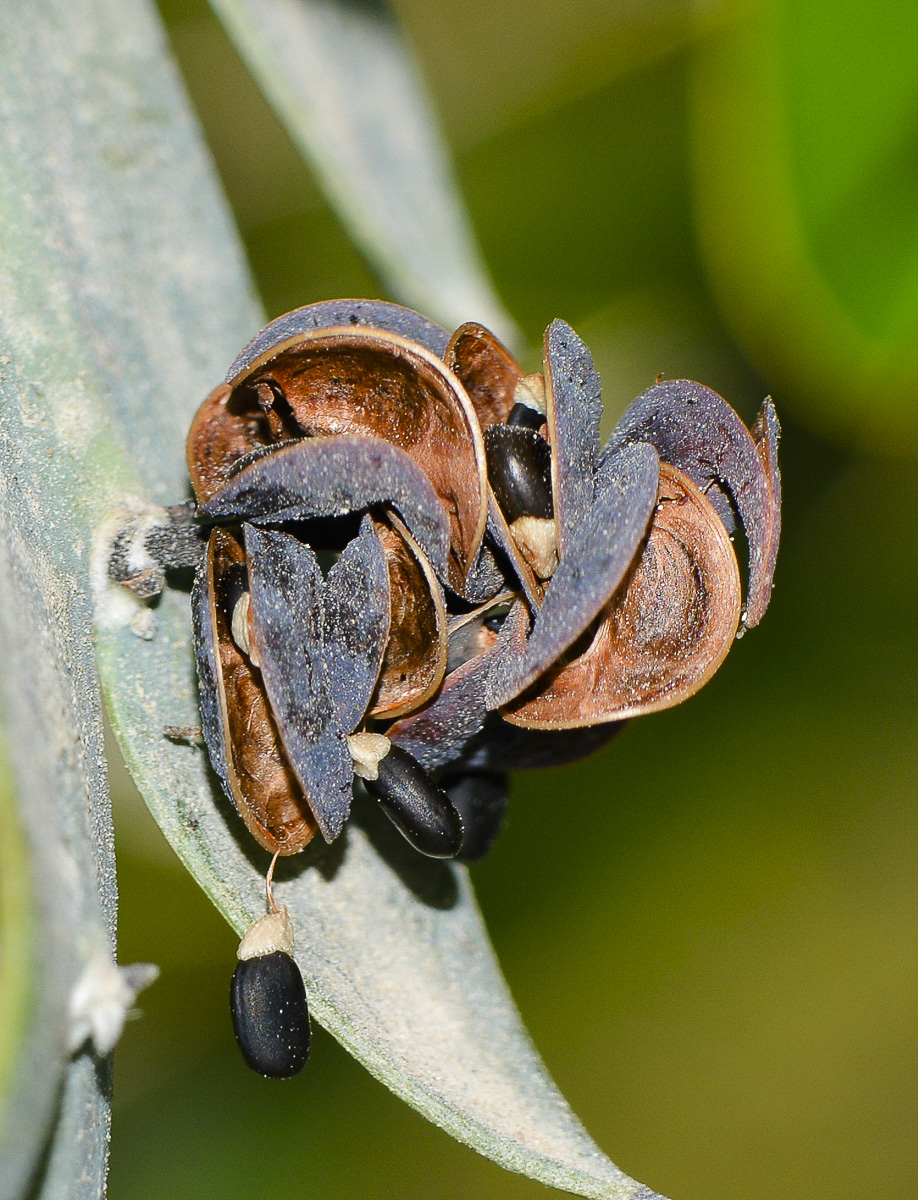 Изображение особи Acacia glaucoptera.