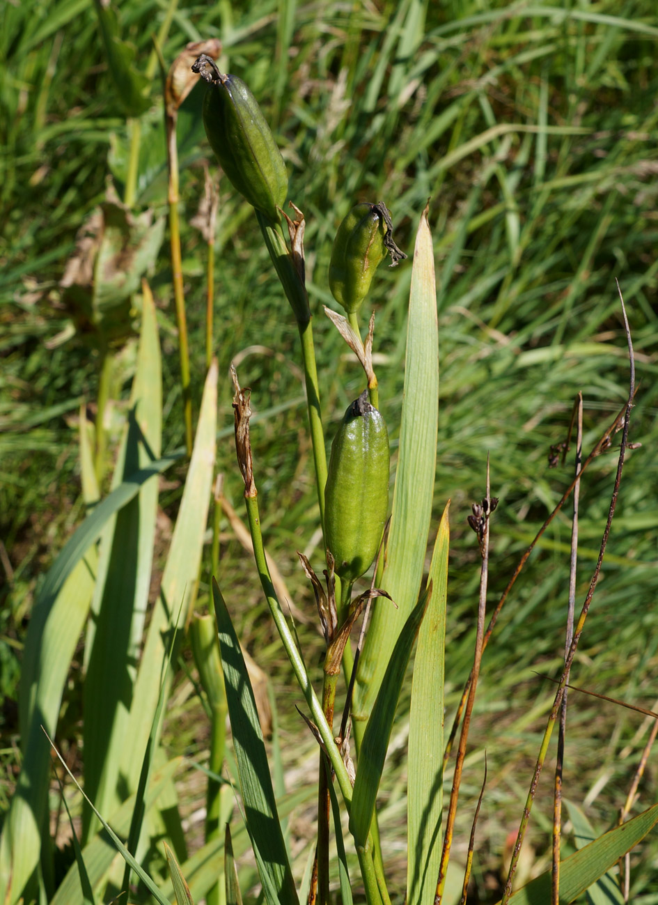 Image of Iris setosa specimen.