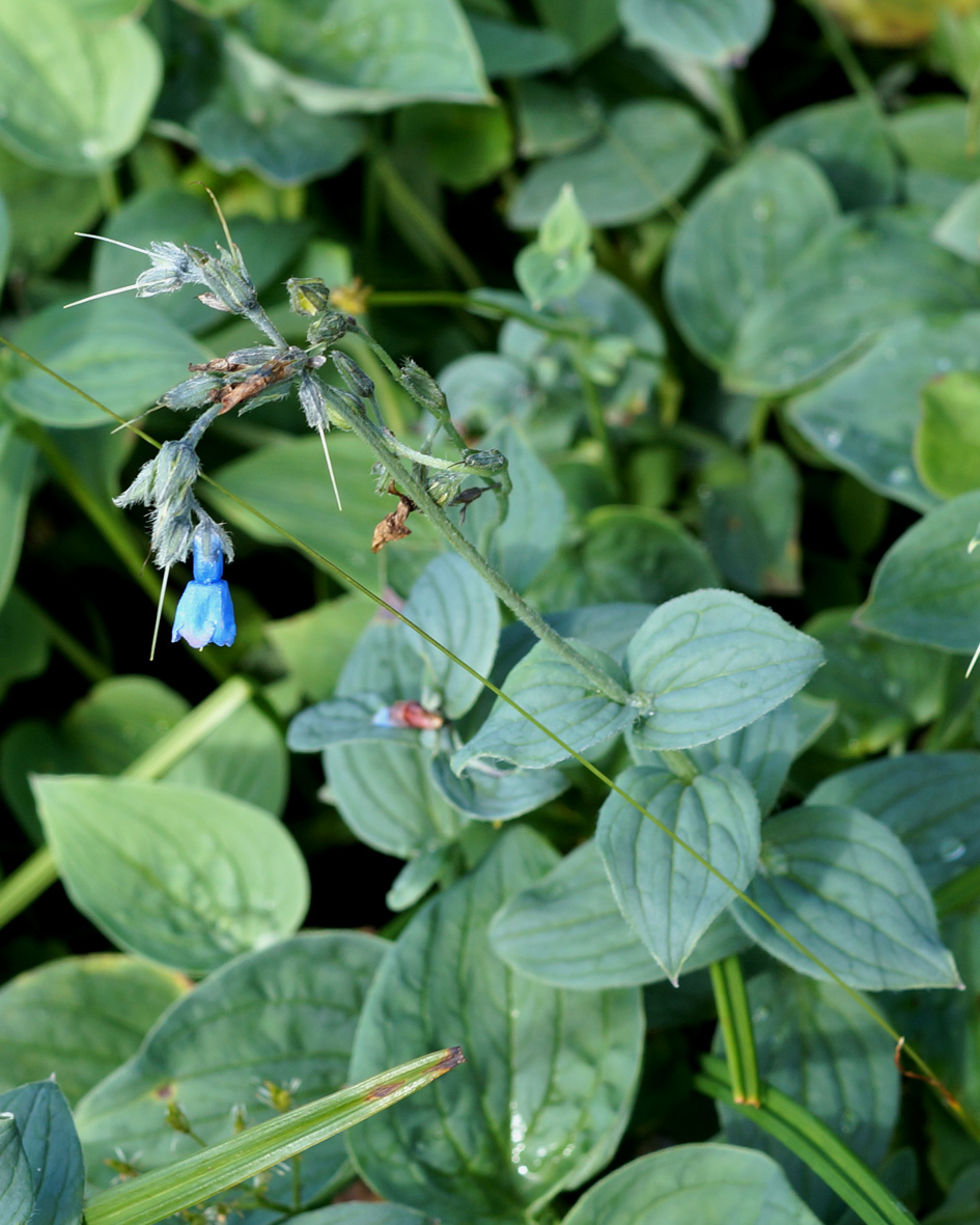 Image of Mertensia pubescens specimen.