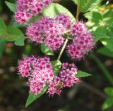 Spiraea japonica