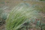 genus Stipa. Цветущее растение. Волгоградская обл., побережье оз. Эльтон, сухая степь. 21.05.2007.