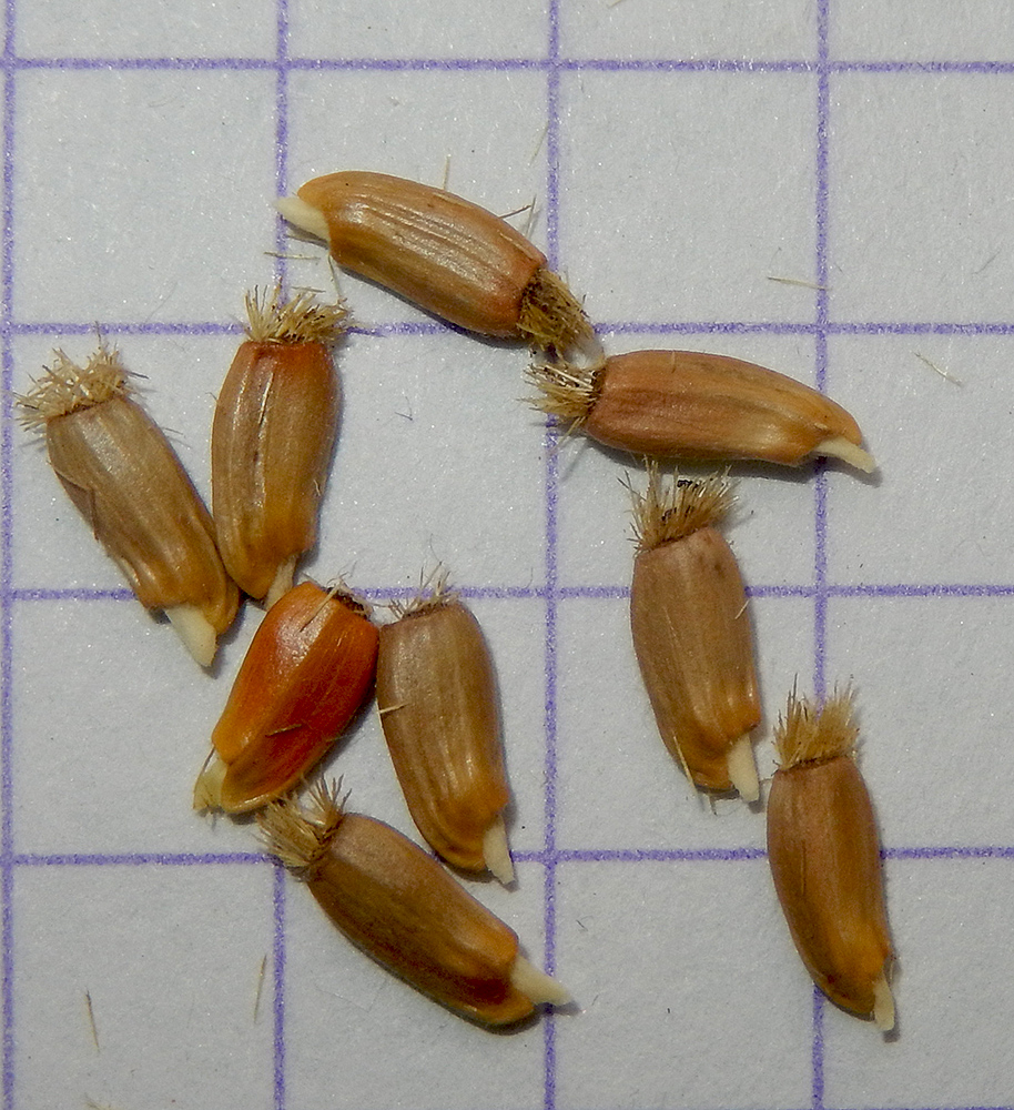 Image of Psephellus declinatus specimen.