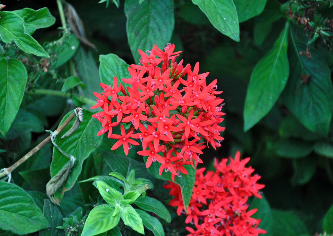 Изображение особи Pentas lanceolata.