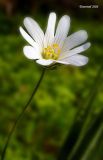 Stellaria holostea