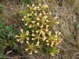 Pedicularis labradorica. Цветущее растение (вид сверху). Магаданская обл., Ольский р-н, окр. пос. Атарган, заросшая дорога вдоль моря среди лиственичника. 07.07.2017.