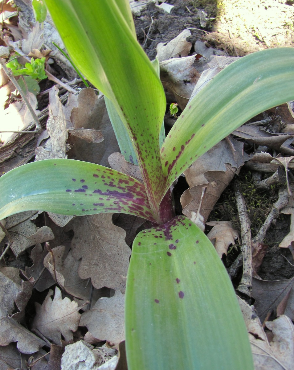 Изображение особи Orchis mascula.