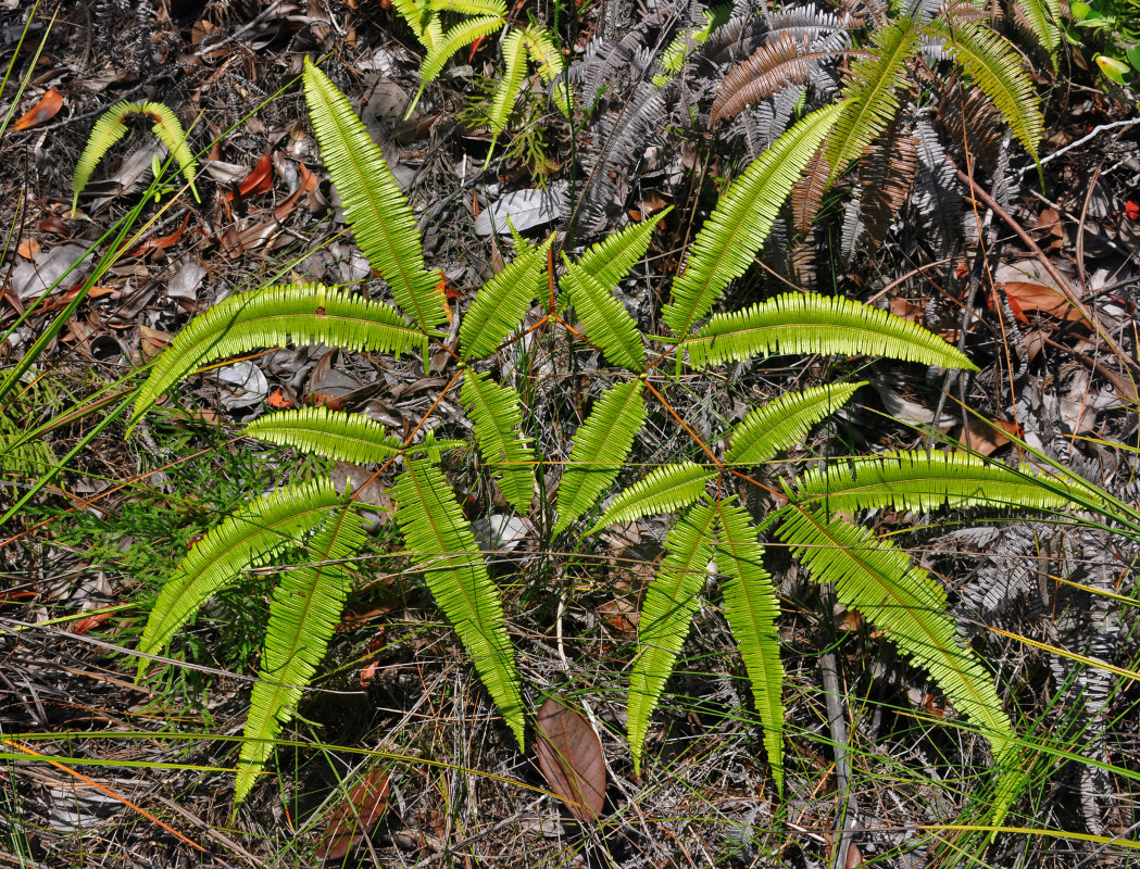 Изображение особи Dicranopteris linearis.