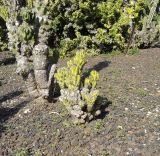 Cereus peruvianus var. monstrosus