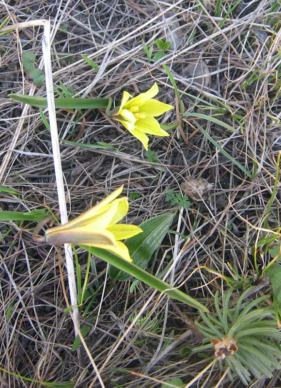 Image of Tulipa heterophylla specimen.